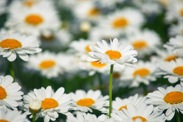 Obraz na płótnie Canvas field daisies. many summer flowers in meadow on sunny day