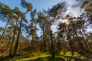 Walking trails in Dutch national park Loonse en Drunense duinen with yellow sandy dunes, pine tree forest and dried old desert plants