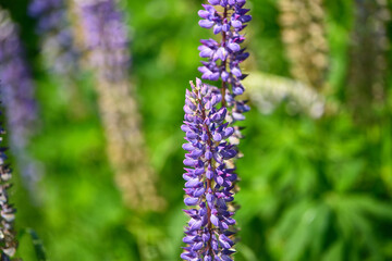 blossoming flower in field lupinus polyphyllus