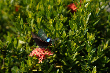 Papilio Helenus, the red Helen, is a large swallowtail butterfly 