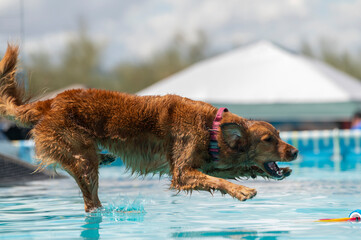Golden Retriever landing in a pool for a toy