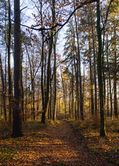 Fototapeta premium Herbstweg
