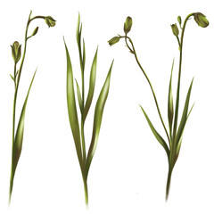 Green grass. Summer bouquet. Meadow flowers. Floral iilustration.