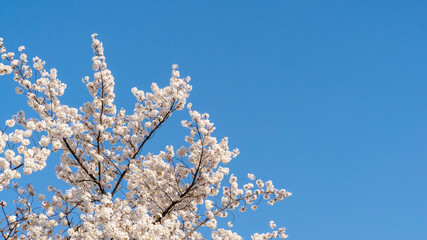 綺麗な青空と満開の桜の春の風景