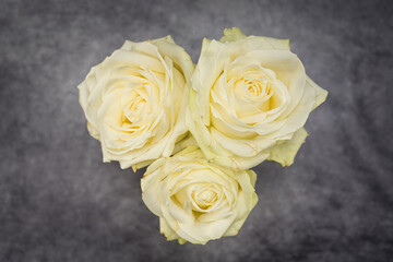 Drei weiße/gelbe Rosen in der Draufsicht