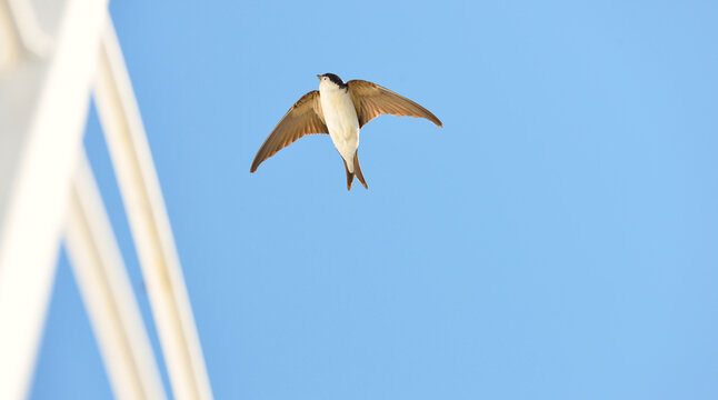 Common house martin (Delichon urbicum) flying from a nest. Clear blue sky. Symbol of hope, peace, joy. Nature, wildlife, birds, bird watching, ornithology, science, graphic resources. Panoramic view