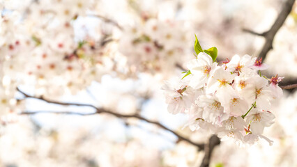 満開の桜の接写