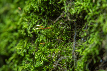 Green background with tree climacium moss in soft focus at high magnification. Highly visible sprouts of moss, sporangium and sporophyte. Beauty of nature and the environment.