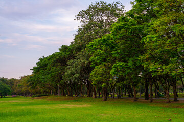 Green meadow grass in city public park sky witrh cloud