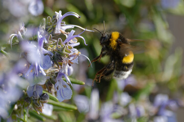 Bumblebee (Bombus sp.) flying in front of rosemary flowers