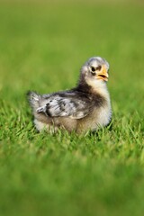 Spring chick in the grass © lornapage