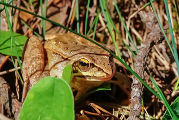 Lake frog sitting on the ground