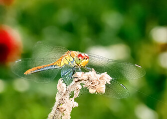 Close-up dragonfly on green background