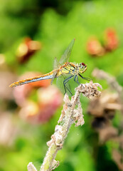 Dragonfly sits on a dry twig