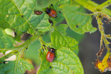 Colorado potato beetle larvae on eaten away potato leaf. Close-up. A bright illustration on the theme of protecting agricultural plants from bugs and pests. High detail. Macro