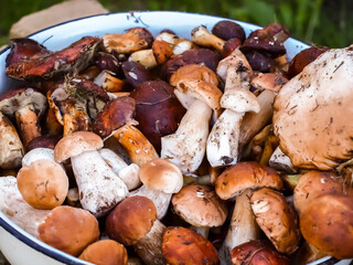 White mushrooms. Large bowl of porcini and polish mushrooms
