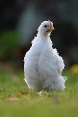 white bantam chicken chick in the grass