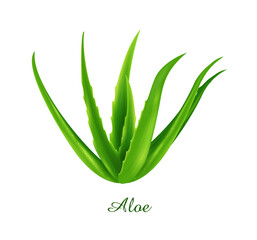 Aloe plant, green grasses herbs and plants collection
