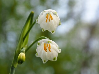 Fototapeta premium スノーフレークの花