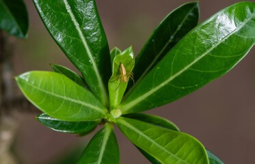 A small spider on the green leaf