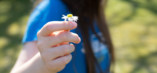 in der Hand haltendes Gänseblümchen  © SONJA