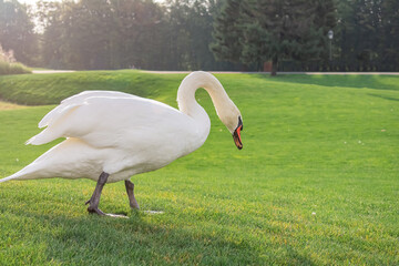 Wild swan walking on green grass