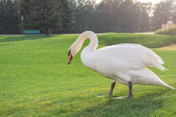 Wild swan walking on green grass