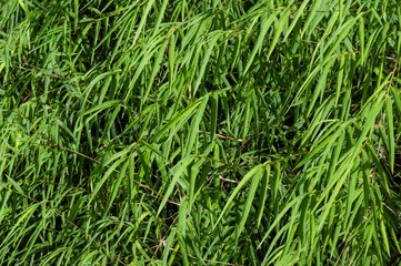 Bamboo green leaves for natural background