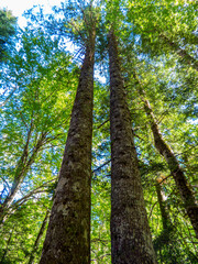 Fototapeta premium Dos troncos gemelos de haya ascienden en paralelo extendiendo sus hojas y ramas como un dosel en el bosque de Ordesa, España