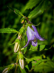 Flor de campánula (Campanula rotundifolia) en el suelo del Parque Nacional de Ordesa, en los Pirineos españoles