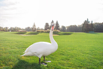 Wild swan walking on green grass