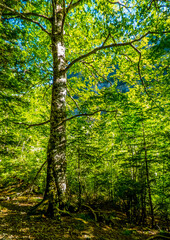 Fototapeta na wymiar Un haya con su tronco cubierto de líquenes y sus hojas de colores fosforescentes puede distinguirse en el gran bosque del Parque Nacional de Ordesa, en los Pirineos españoles