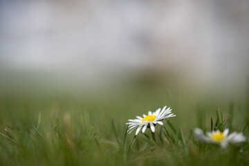 Margerytki w trawie © andsko