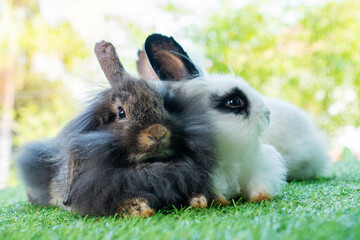 Easter animal concept. Two adorable fluffy rabbits bunny sitting togetherness on the green grass...