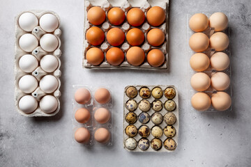 Different types of chicken eggs, guinea fowl and quail egg in eggs cartons on gray background.  Top...