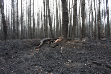 Bäume nach Waldbrand