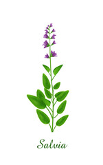 Fototapeta na wymiar Salvia plant, green grasses herbs and plants collection