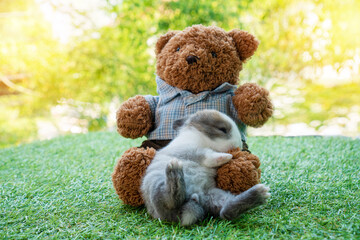 New born baby rabbits bunny sleeping with brown teddy bear on the green grass over bokeh nature background. Adorable baby bunny with bear together relax at home.