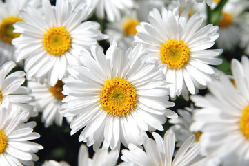 daisies on a white