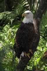 american bald eagle on a branch