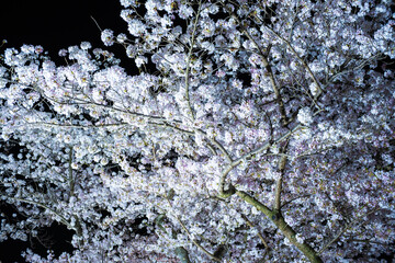 【夜桜】ソメイヨシノの春の夜間ライトアップ　栗林公園
