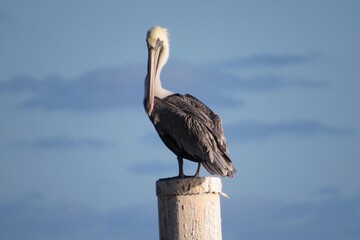 Pelican 