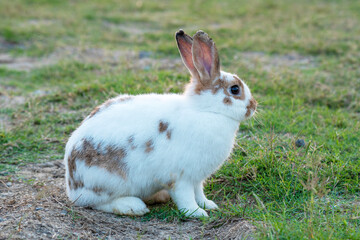Easter bunny concept. Adorable fluffy little white and brown rabbits looking at something while sitting on the green grass over natural background.