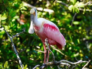Sanibel birds and coastline