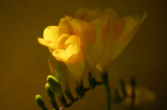 Beautiful composition of Yellow Freesia Bulb flower, macro close-up, defocused style. Spring concept. Yellow spring. © phatymak