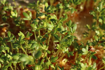 Lepidium sativum, home-prepared plant sprouts, Wegan diet microgreens