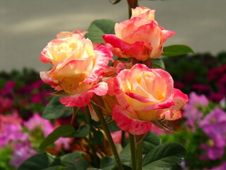 Variegated, multicolored yellow-red roses. On a bright sunny summer day in July.