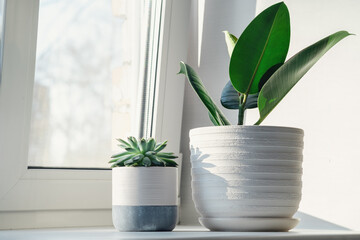 Succulent in ceramic pots. Potted cactus house plants on on the windowsill. Hard morning sunlight - Image