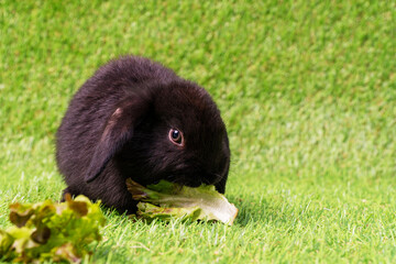 Adorable little baby bunny black eating fresh organic red oak vegetable while sitting on green grass background. Easter animal rabbit concept.