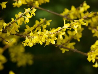 Forsythia Bush in Flower